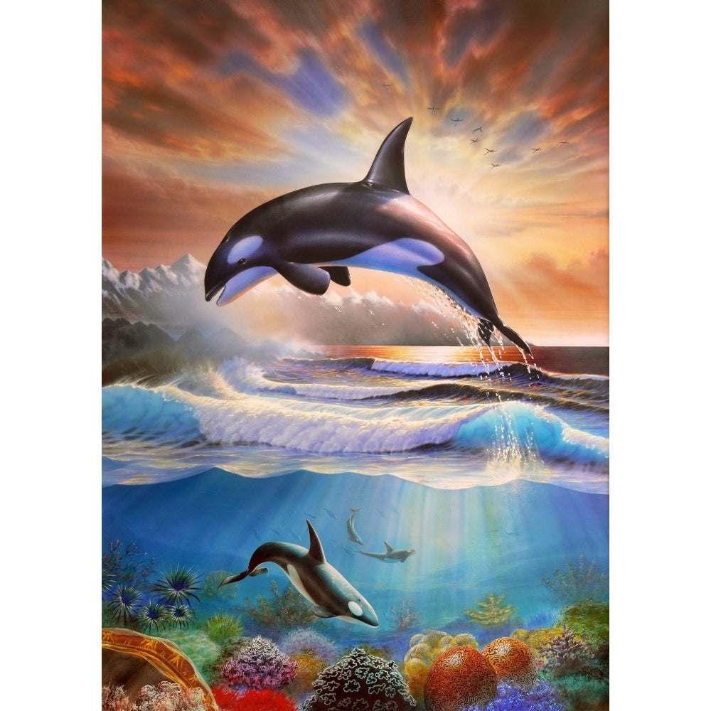 Orcas Poster Print by Adrian Chesterman Image 1