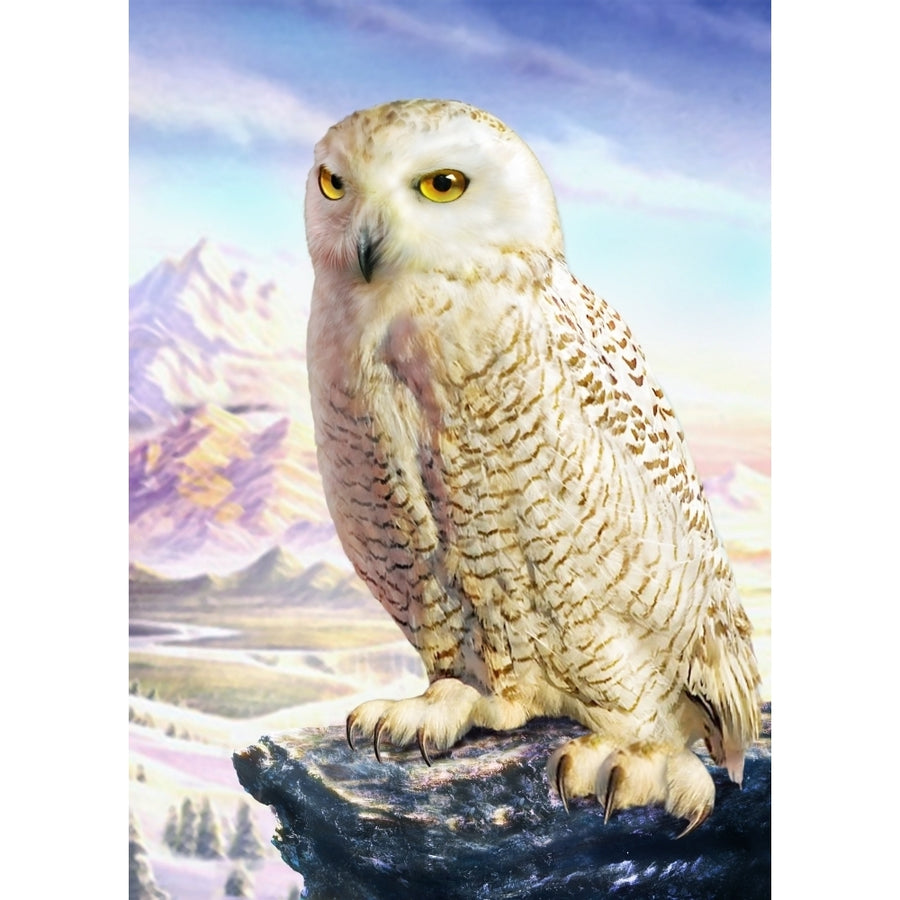 Barn Owl Poster Print by Adrian Chesterman Image 1