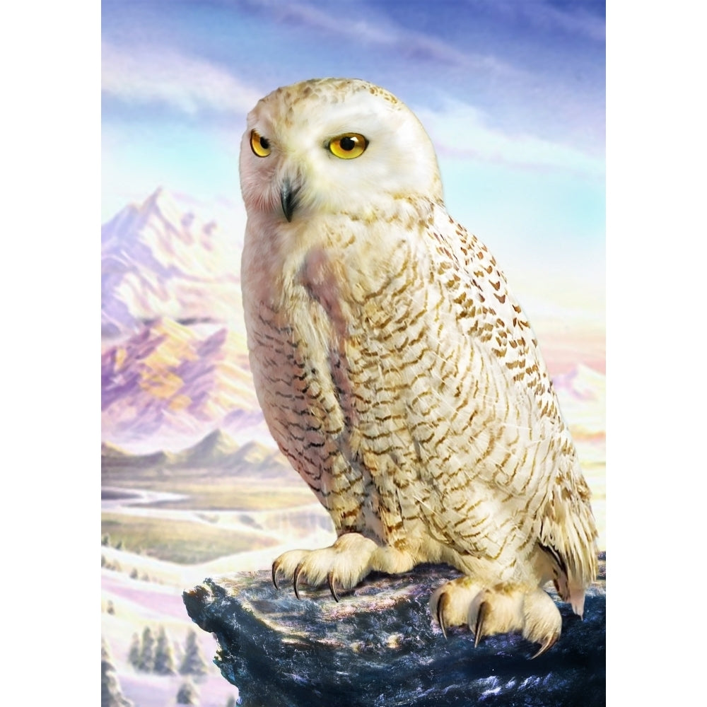 Barn Owl Poster Print by Adrian Chesterman Image 2