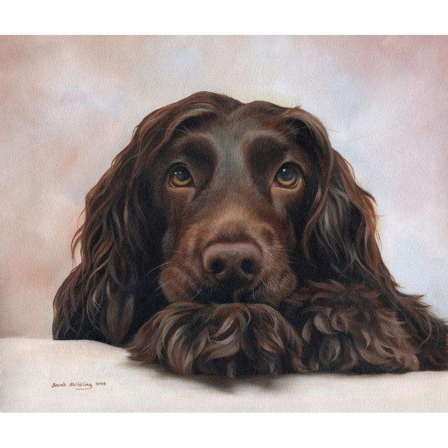 Cocker Spaniel Pup Poster Print by Sarah Stribbling Image 1