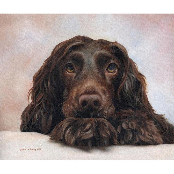 Cocker Spaniel Pup Poster Print by Sarah Stribbling Image 2