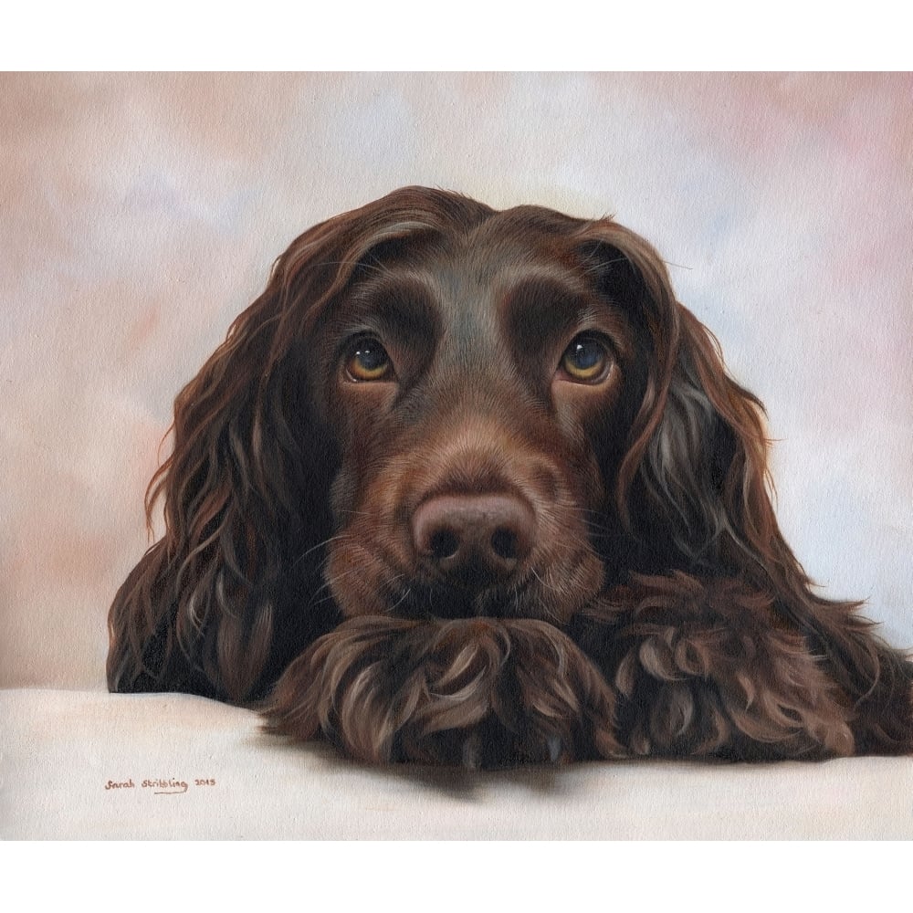 Cocker Spaniel Pup Poster Print by Sarah Stribbling Image 1