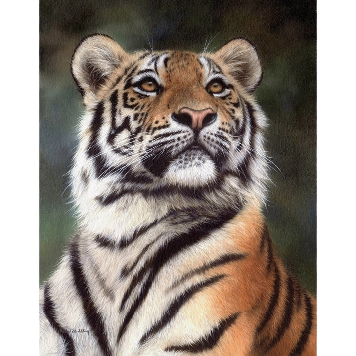 Amur Tiger Looking Up copy Poster Print by Rachel Stribbling Image 1