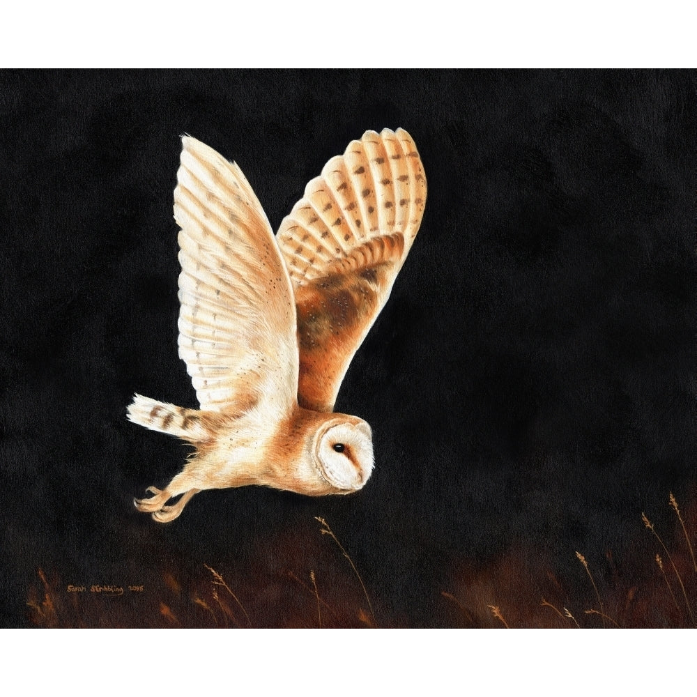 Barn Owl Flying Poster Print by Sarah Stribbling Image 1