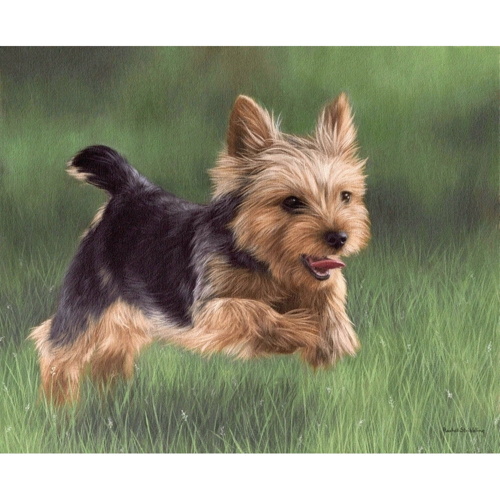 Yorkshire Terrier Running Poster Print by Rachel Stribbling Image 1