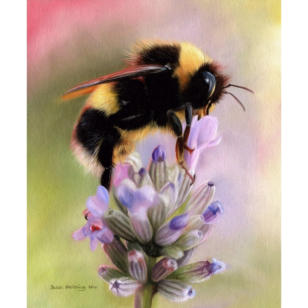 Bumble bee on flower Poster Print by Sarah Stribbling Image 1