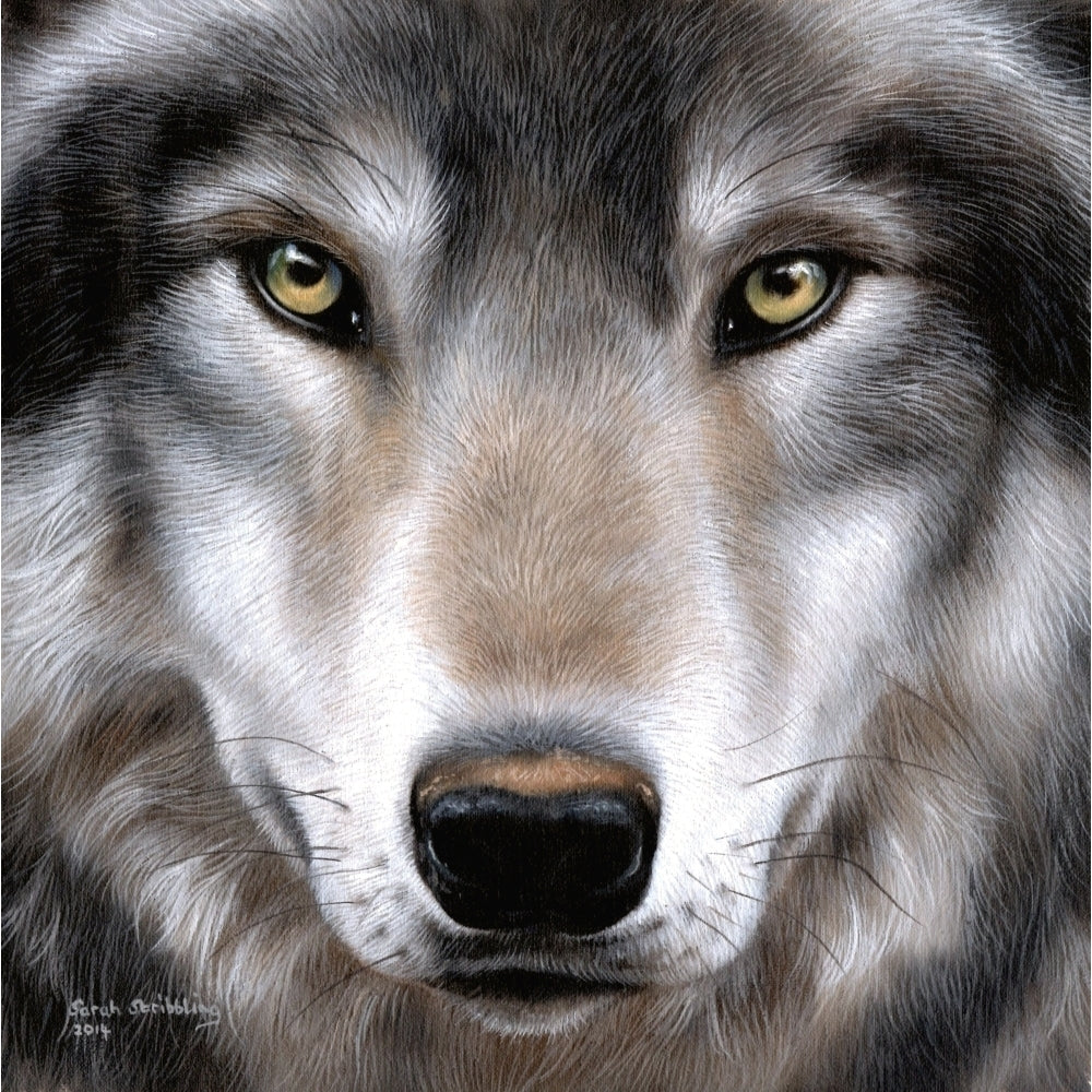 Grey wolf portrait Poster Print by Sarah Stribbling Image 1