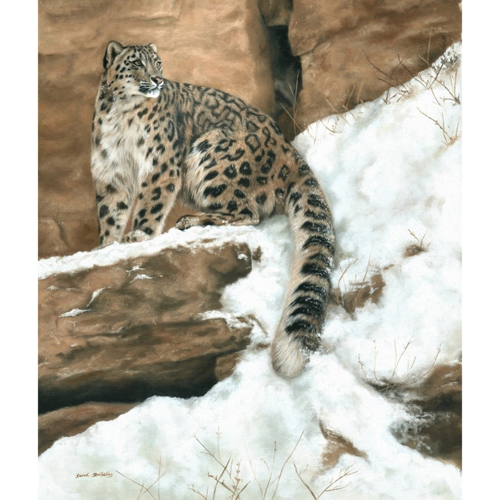 Snow leopard in the snow Poster Print by Sarah Stribbling Image 2