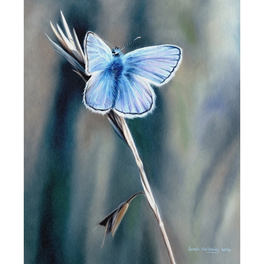 Common Blue Butterfly Poster Print by Sarah Stribbling Image 1