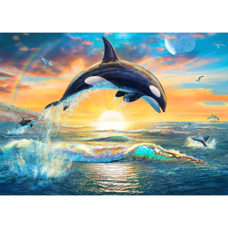 Orca Dawn Poster Print by Adrian Chesterman Image 1