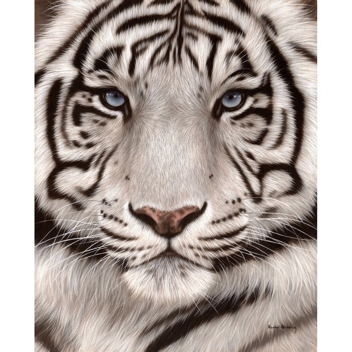 White Tiger Face Portrait ORANGE Poster Print by Rachel Stribbling Image 1