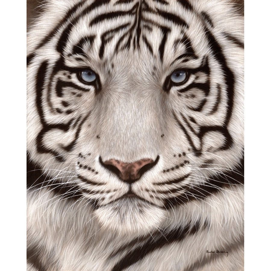 White Tiger Face Portrait ORANGE Poster Print by Rachel Stribbling Image 1