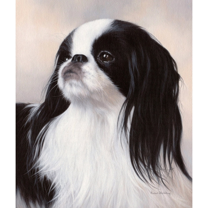 Japanese Chin Dog Portrait Poster Print by Rachel Stribbling Image 1