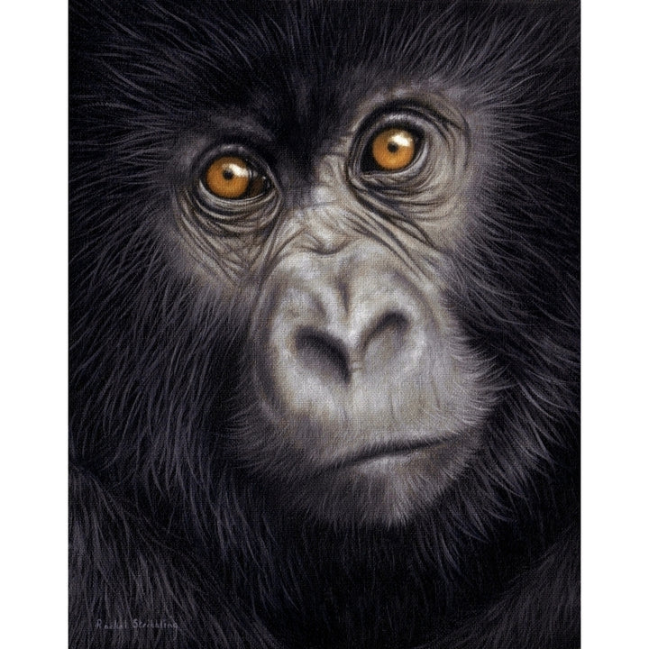 Young Mountain Gorilla Poster Print by Rachel Stribbling Image 1