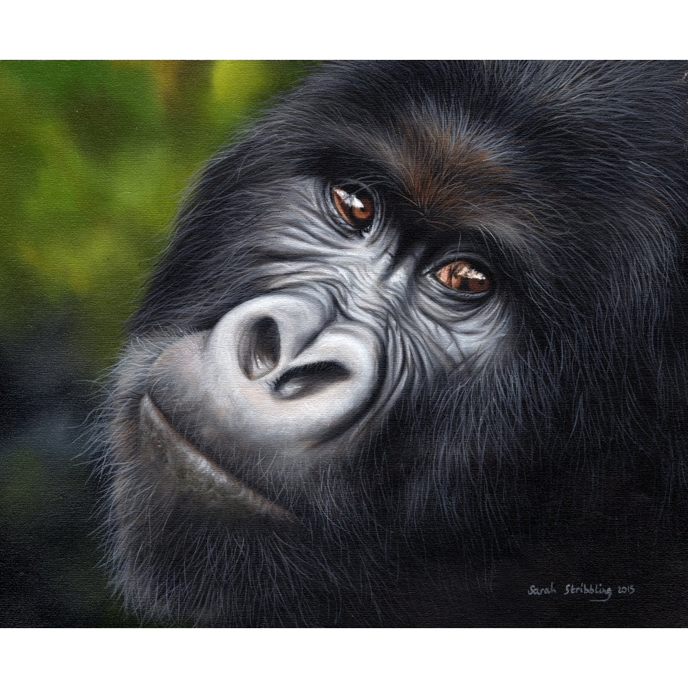 Mountain Gorilla Poster Print by Sarah Stribbling Image 2