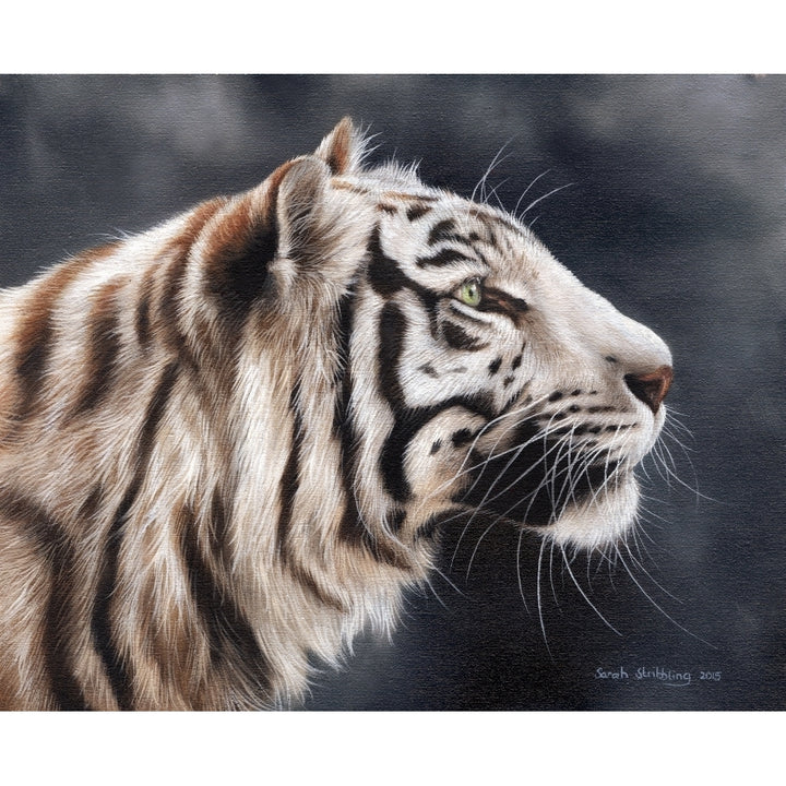 White Tiger Head Poster Print by Sarah Stribbling Image 1