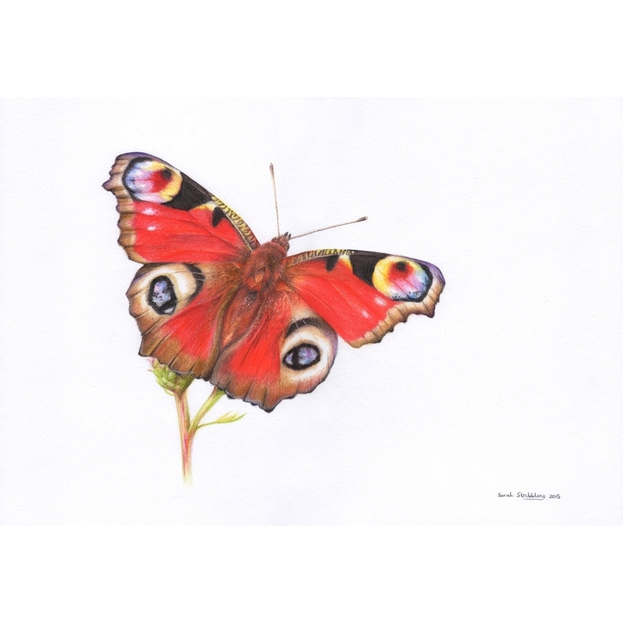 Peacock Butterfly Poster Print by Sarah Stribbling Image 1