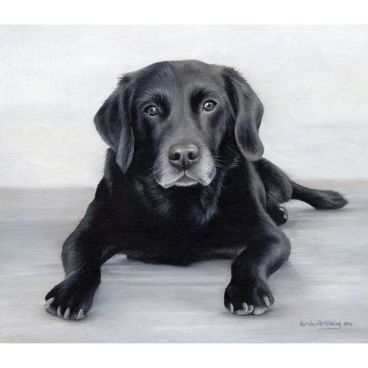 Black Labrador Portrait Poster Print by Sarah Stribbling Image 1