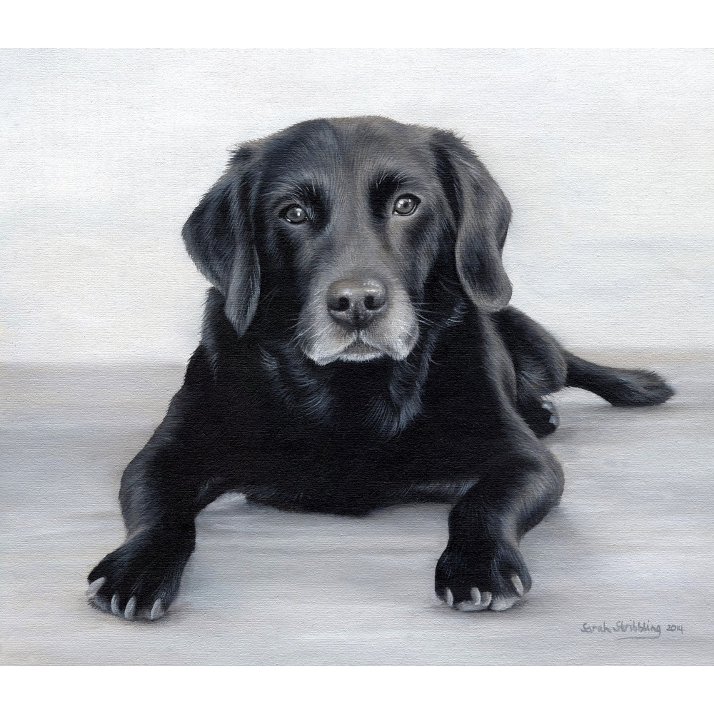 Black Labrador Portrait Poster Print by Sarah Stribbling Image 2