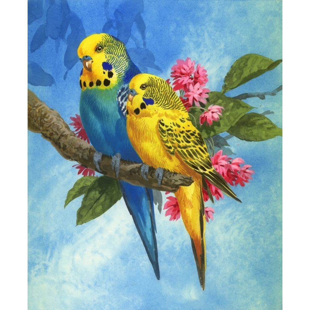 Budgies on Blue Background Poster Print by John Francis Image 2