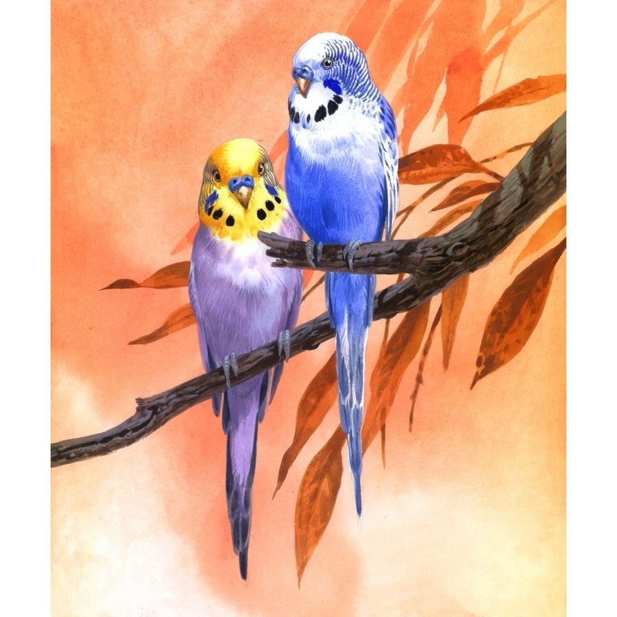 Budgies on Peach background Poster Print by John Francis Image 1