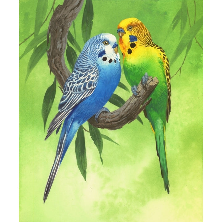 Budgies on Green Background Poster Print by John Francis Image 2