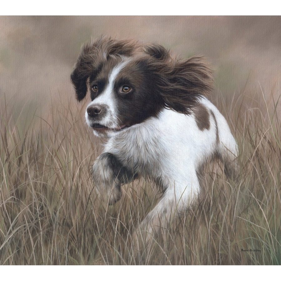 Springer Spaniel Poster Print by Rachel Stribbling Image 1