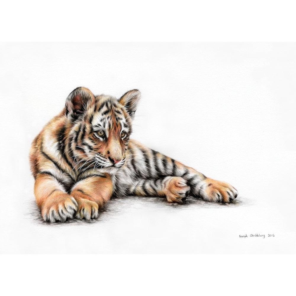 TigercubPencilDrawing Poster Print by Sarah Stribbling Image 1