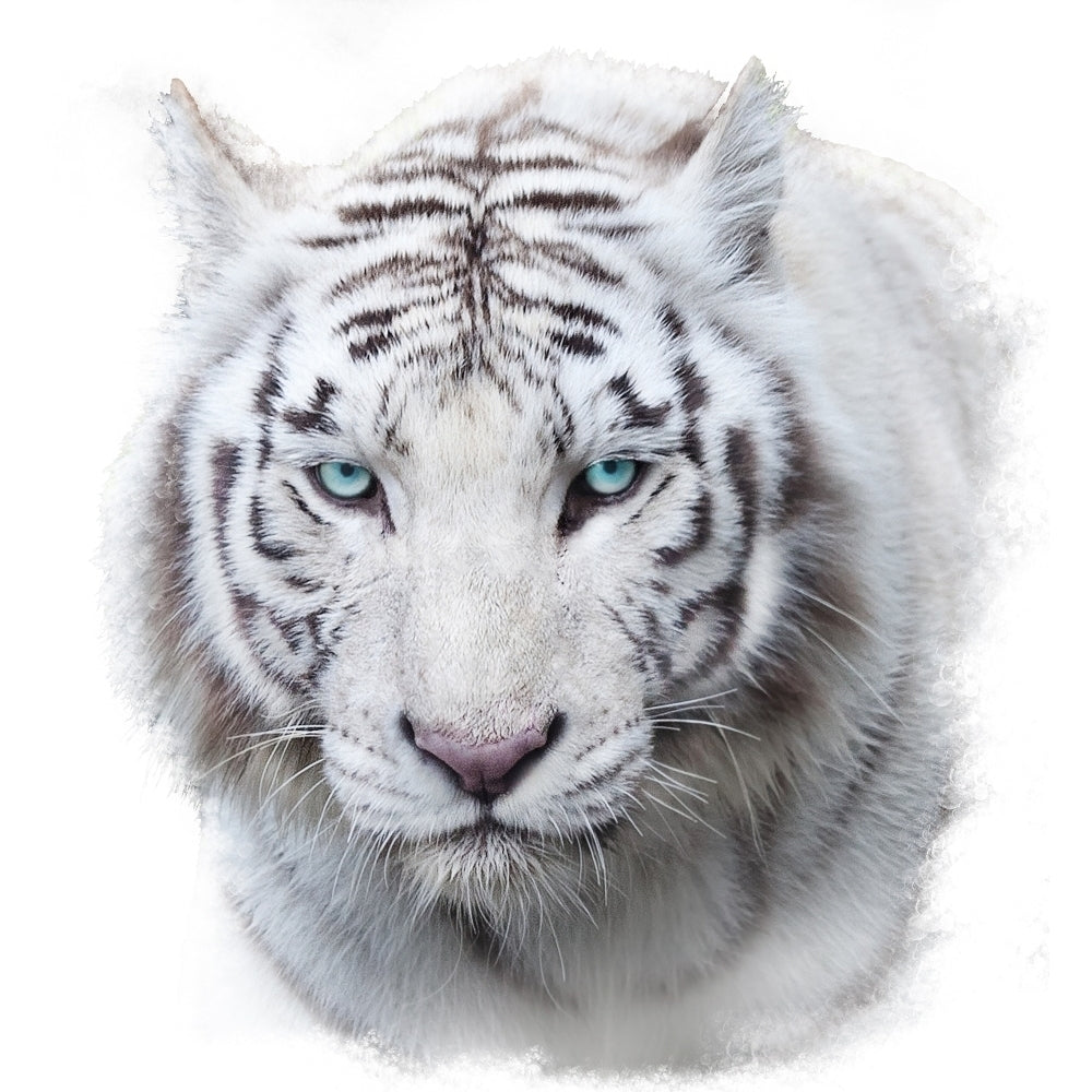 Tiger - White Background Poster Print by Aimee Stewart Image 2