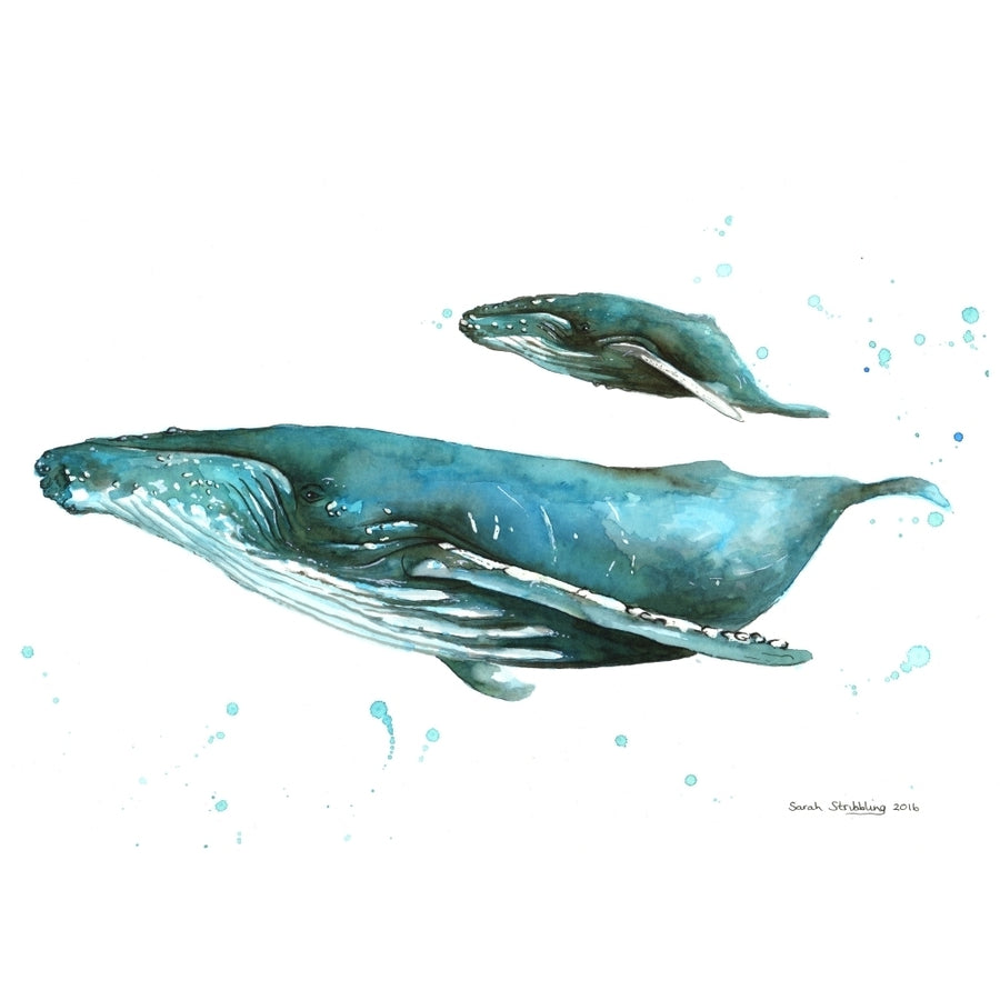 Humpback Whales Poster Print by Sarah Stribbling Image 1