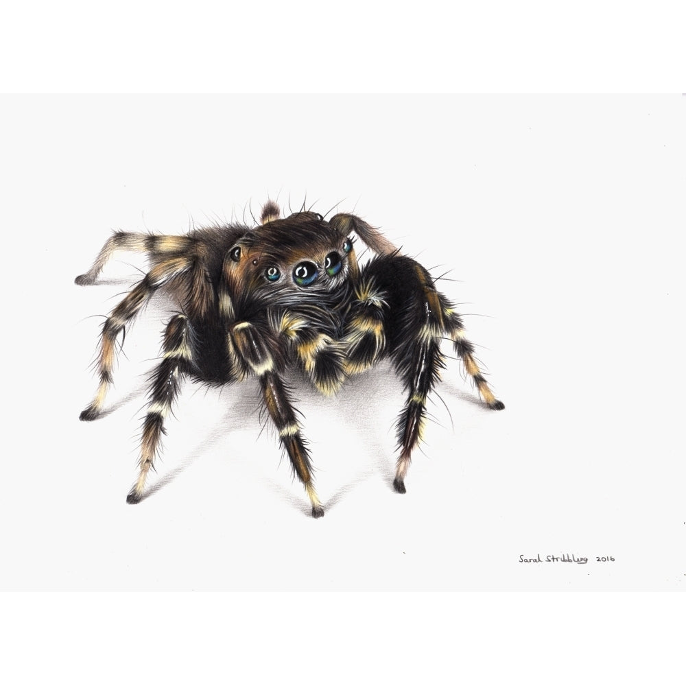 Jumping Spider Poster Print by Sarah Stribbling Image 1