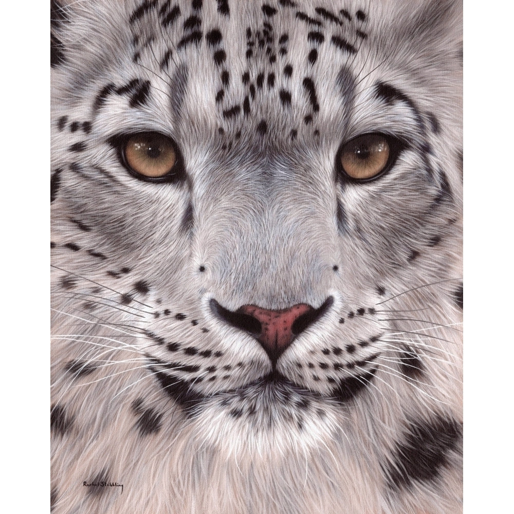 Snow Leopard Face Poster Print by Rachel Stribbling Image 1