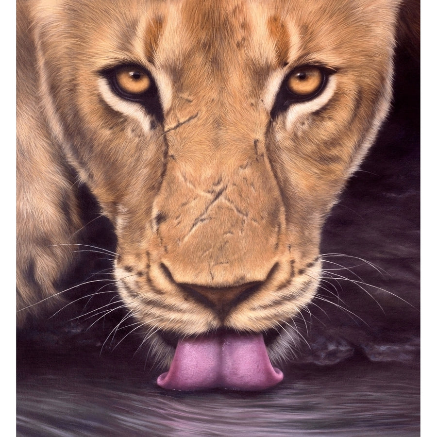 African Lioness Poster Print by Rachel Stribbling Image 1