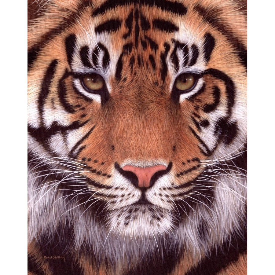 Sumatran Tiger Poster Print by Rachel Stribbling Image 1