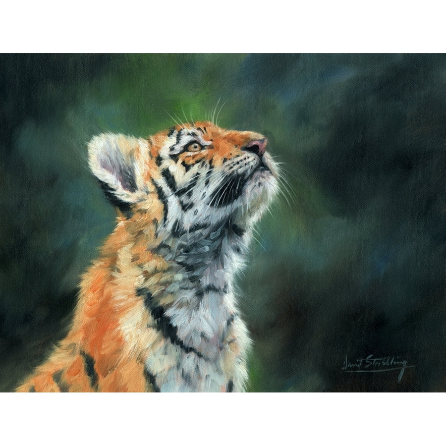 TIGER CUB LOOKING UP Poster Print by Rachel Stribbling Image 1