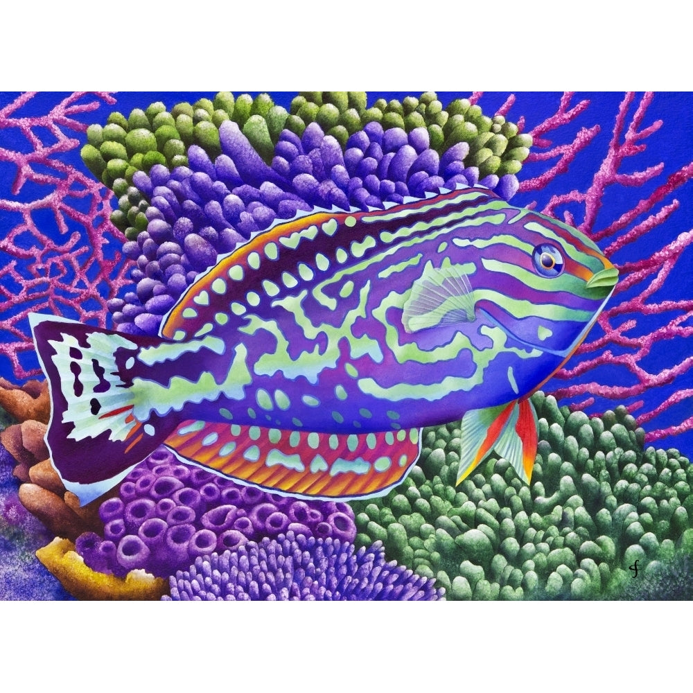 Radical Wrasse Poster Print by Carolyn Steele Image 1