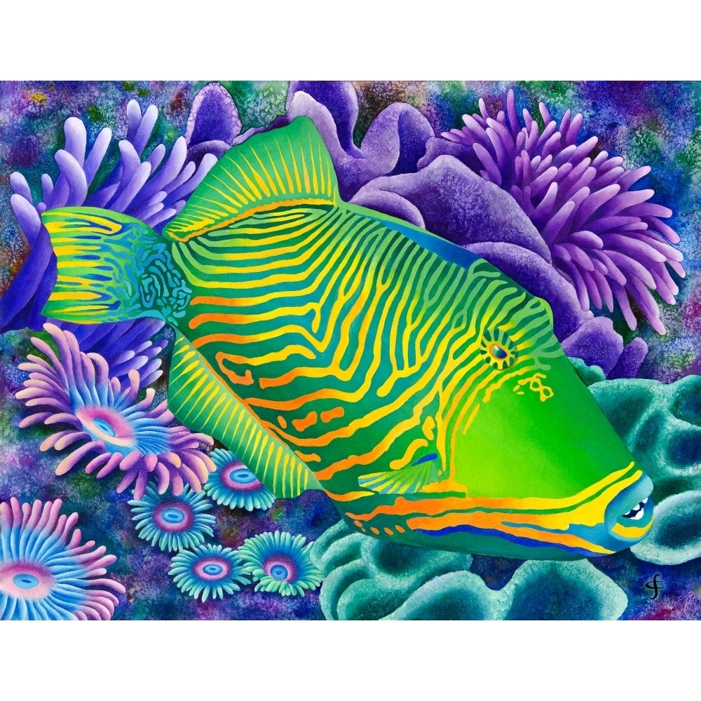 Undulated Trigger Fish Poster Print by Carolyn Steele Image 1