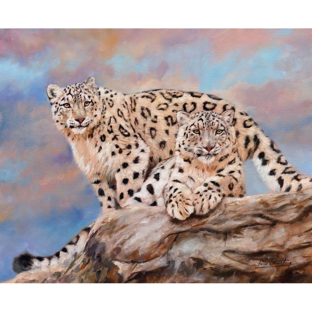 Snow Leopards on Rock Poster Print by David Stribbling Image 2