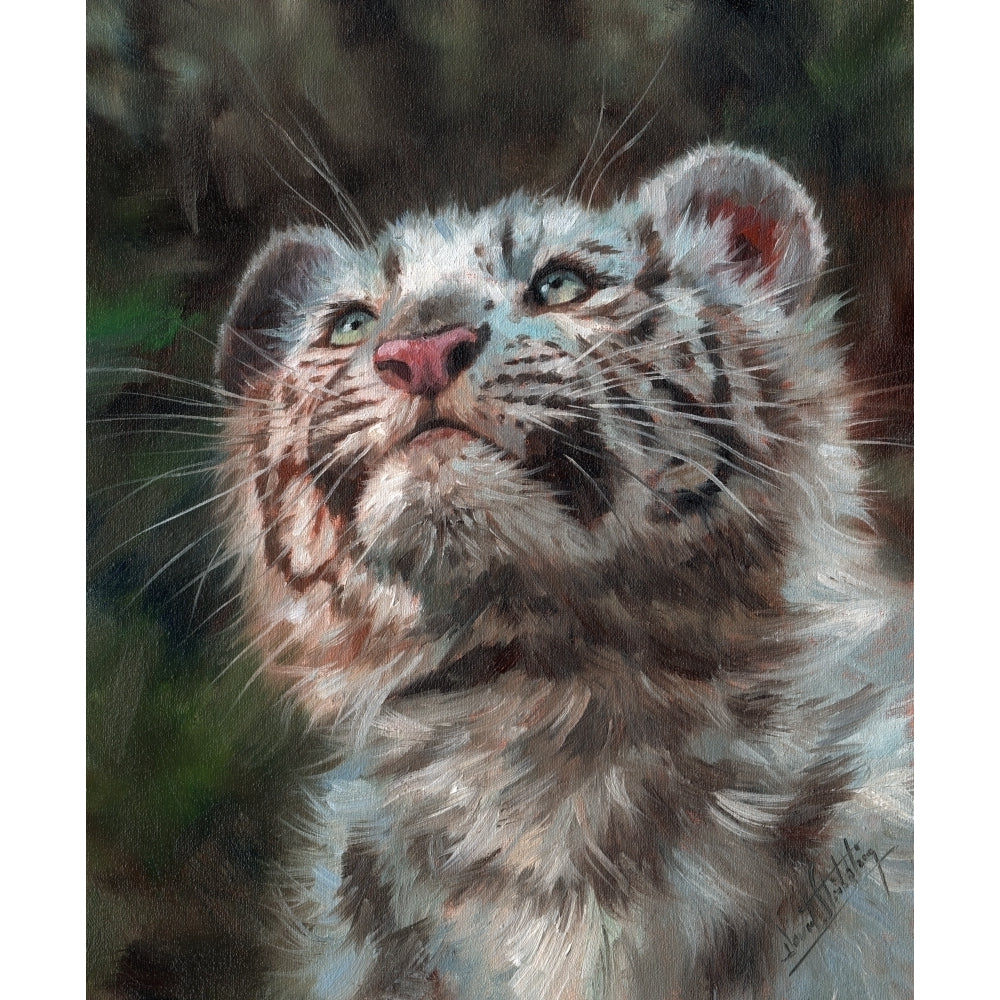 White Tiger Cub Poster Print by David Stribbling Image 2