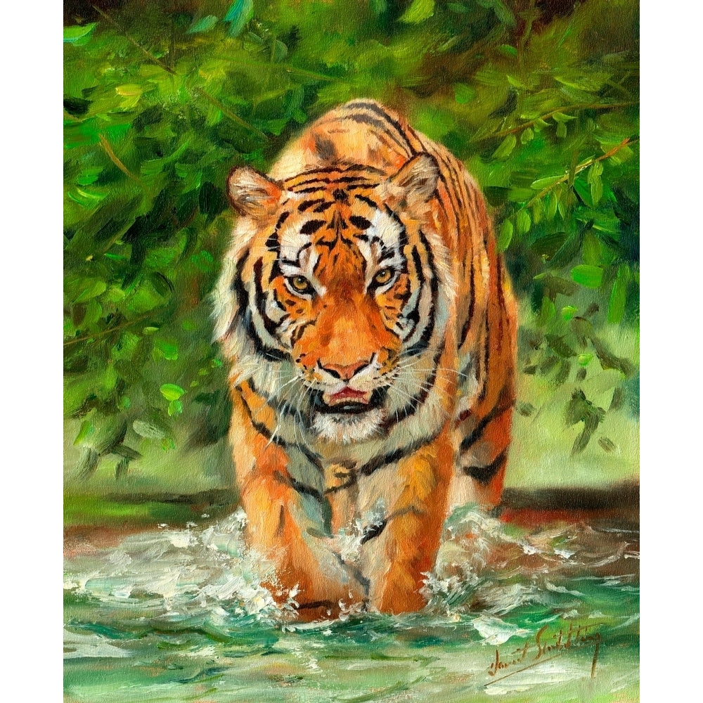 Amur Tiger on Water Poster Print by David Stribbling Image 2