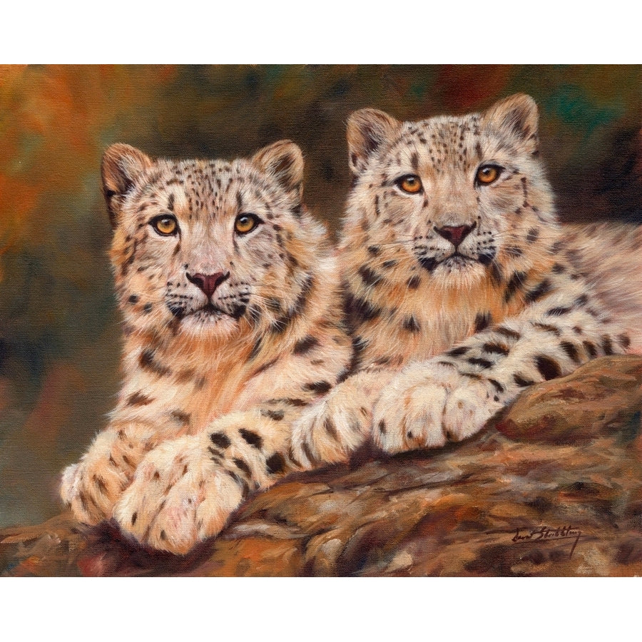 Pair of Young Snow Leopards Poster Print by David Stribbling Image 1