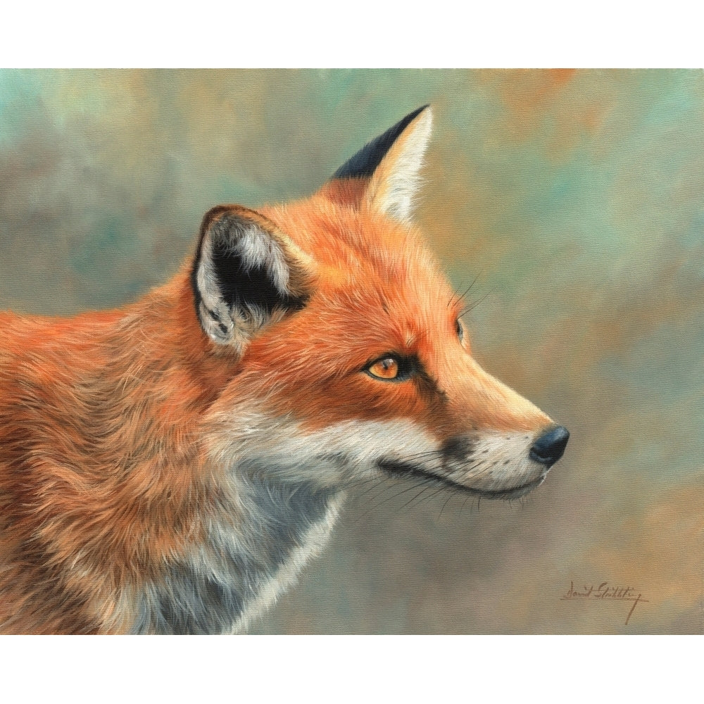 Fox Close Up Poster Print by David Stribbling Image 1