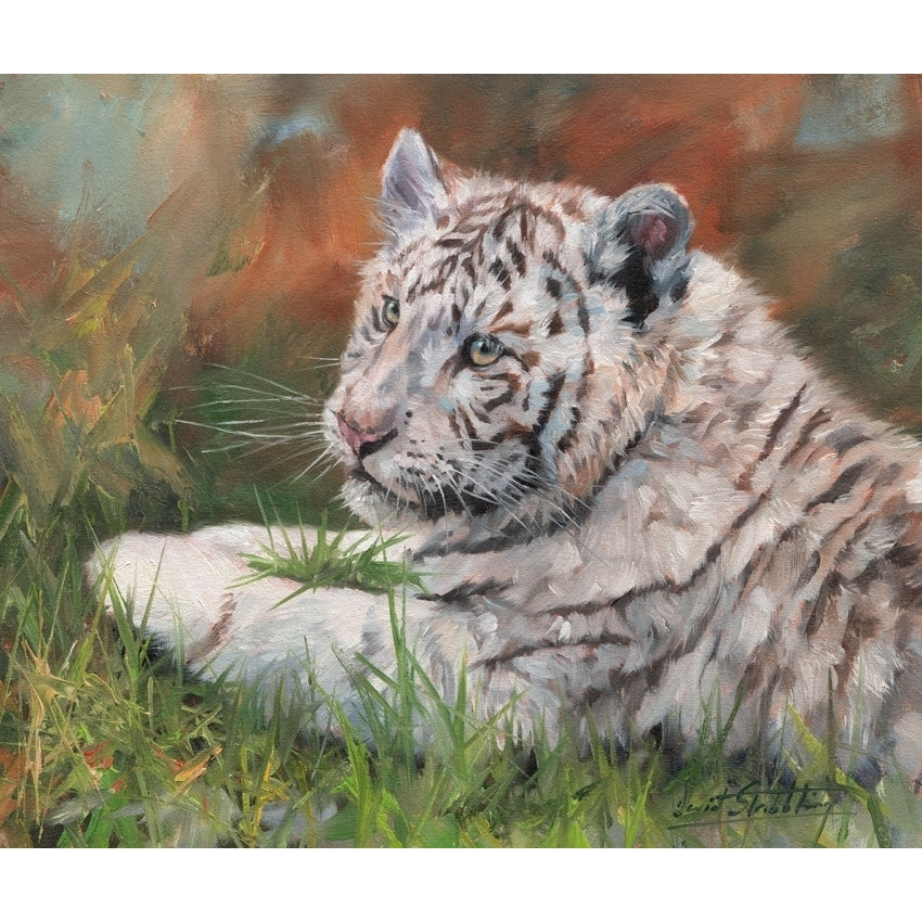 White Tiger Cub. Oil on canvas Poster Print by David Stribbling Image 1