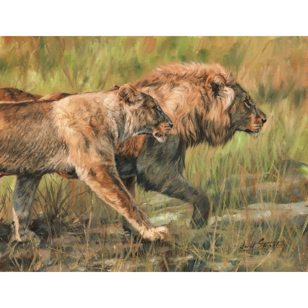 Lion and Lioness Poster Print by David Stribbling Image 1