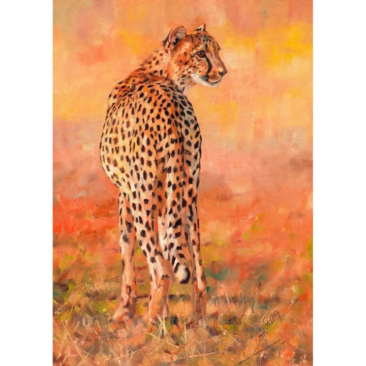 Cheetah Alone Poster Print by David Stribbling Image 2