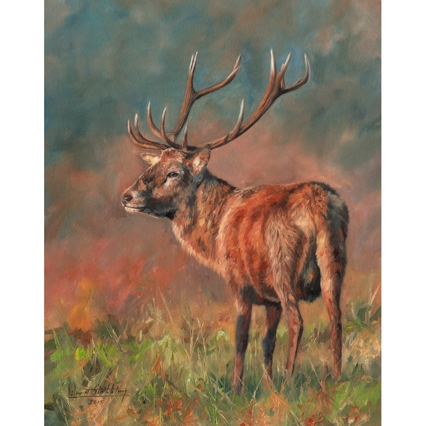 Red Deer Stag oil on canvas Poster Print by David Stribbling Image 2