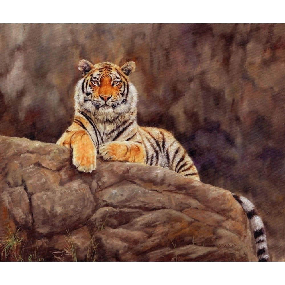 Siberian Tiger on Rock Poster Print by David Stribbling Image 2