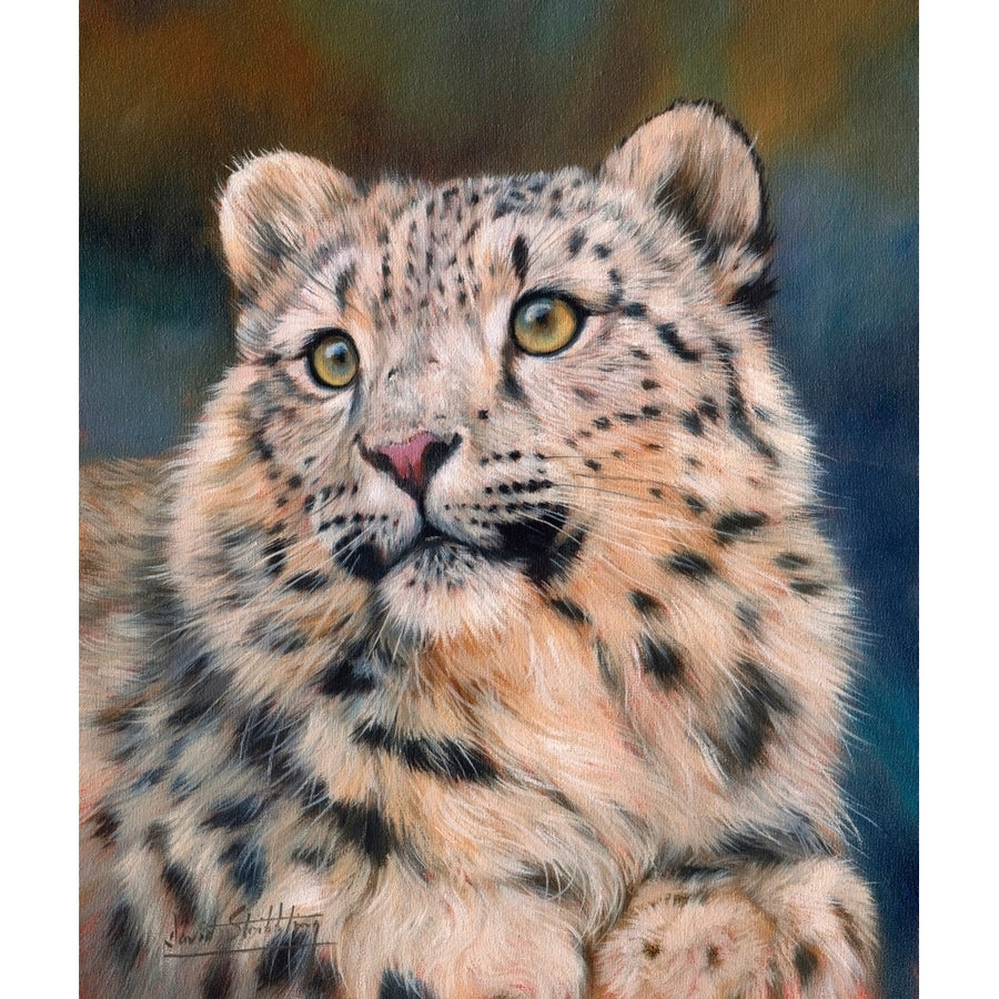 Young Snow Leopard Poster Print by David Stribbling Image 1