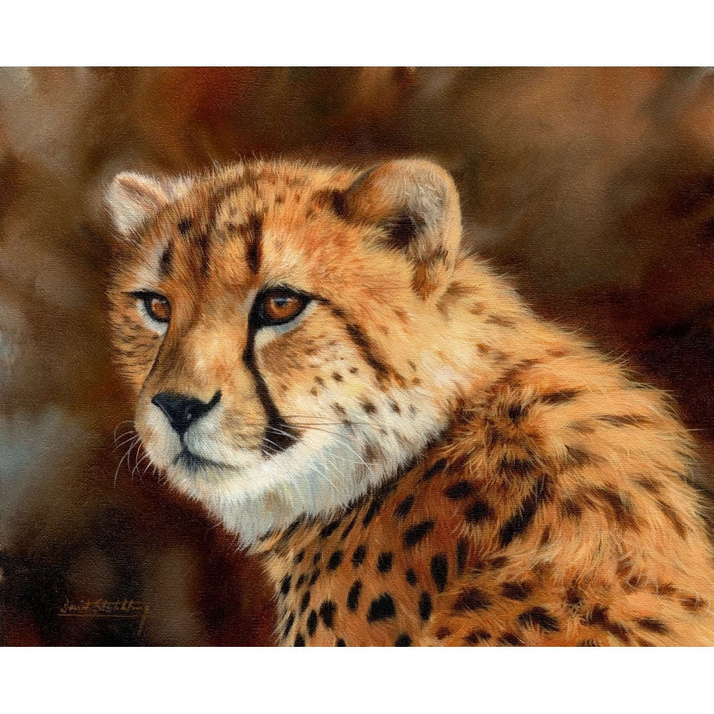 Cheetah Close Up Poster Print by David Stribbling Image 1