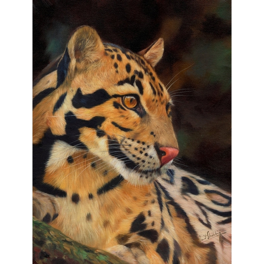 Clouded Leopard Poster Print by David Stribbling Image 1